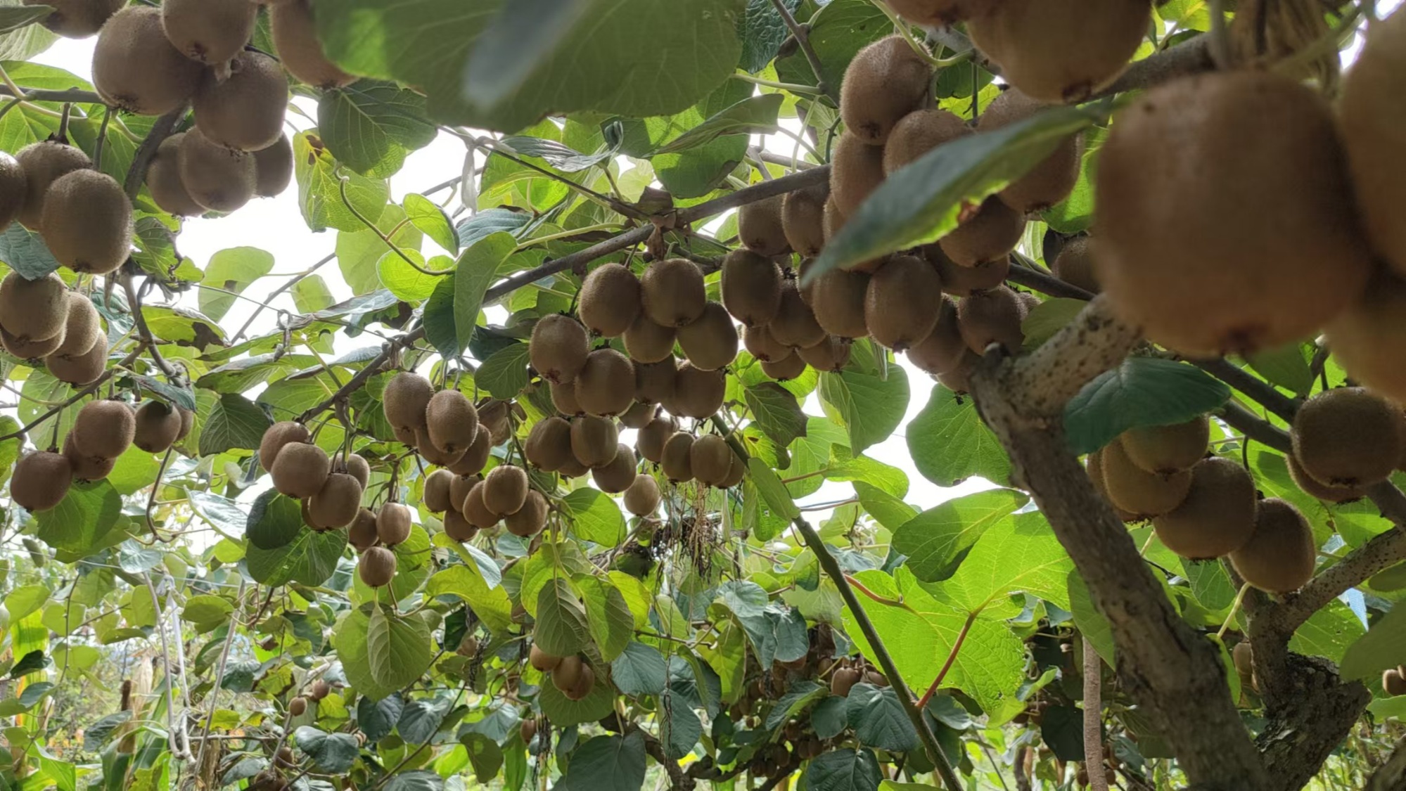 第二届中国猕猴桃博览会将于9月11日至13日举行(图2)