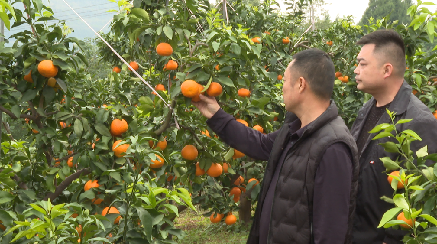 南充市农业农村局：西充商标“品诚”斩获“2024中华品牌商标博览会”金奖(图2)