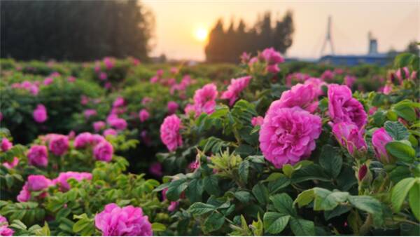 花田玑密亮相2025山东国际大健康博览会以天然+科技重塑中国玫瑰产业新标杆(图2)