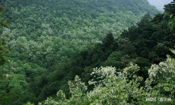 国际大奖背后白水杜康藏着怎样的东方秘密？(图4)